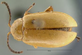 Media type: image; Entomology 18757   Aspect: habitus dorsal view